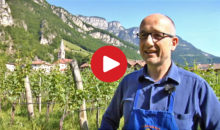 Un anno tra vigna e cantina