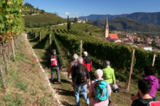 Wine-Walk Week in Termeno