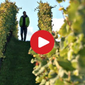 Grape harvest in South Tyrol