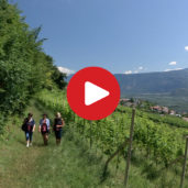 Cortaccia Wine Trail