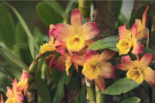 Il mondo delle orchidee