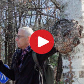 Il Bosco di Monticolo