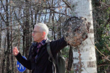 Il Bosco di Monticolo