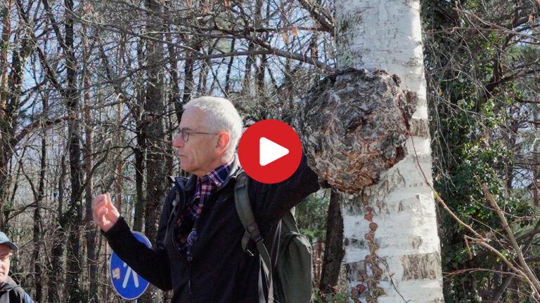 Il Bosco di Monticolo