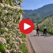 Cycling through the apple blossom