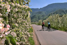 Cycling through the apple blossom