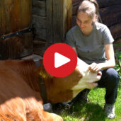 Respecting farm animals