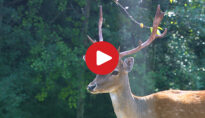 Video: Animali in libertà