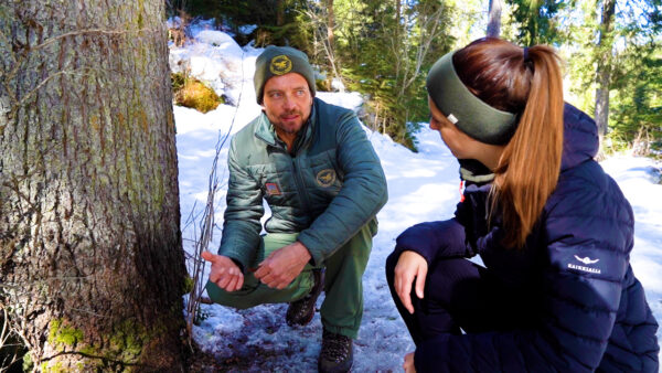 Der Wald im Winterschlaf