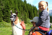 In Val Passiria con i Lama