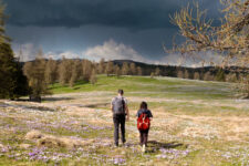 Krokusblüte am Möltner Joch
