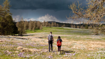 Krokusblüte am Möltner Joch