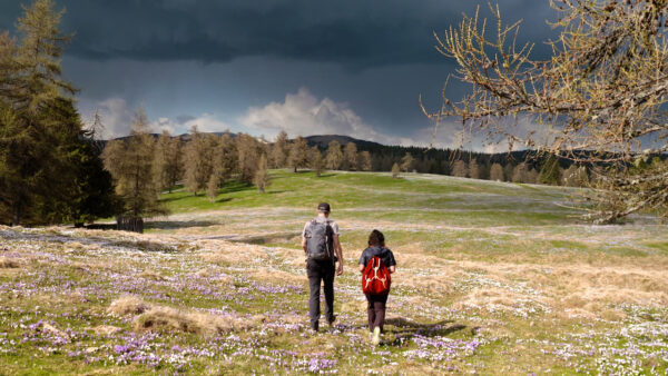 Krokusblüte am Möltner Joch