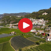 Discovering Montagna