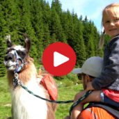 Lamawanderung durchs Hinterpasseier