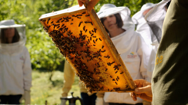 Erbe e api a Parcines