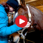 Winter horse riding in Nova Levante