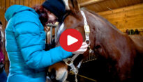 Video: Winter horse riding in Nova Levante
