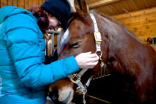 Winter horse riding in Nova Levante