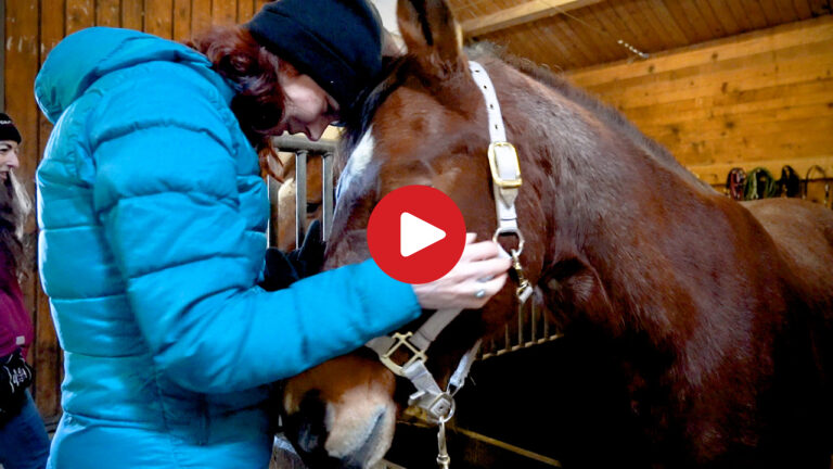 Winter horse riding in Nova Levante