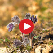 Typical Alpine flora