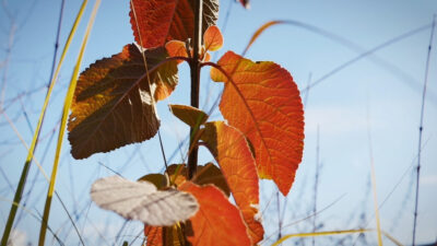 Natura a novembre