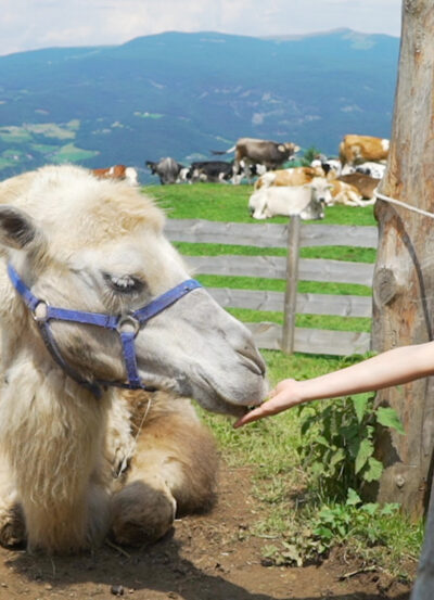 Tiere