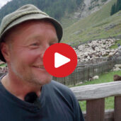 Sheep drive in the Val di Tel