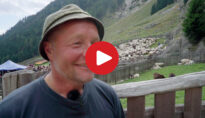 Video: Sheep drive in the Val di Tel
