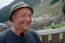 Sheep drive in the Val di Tel