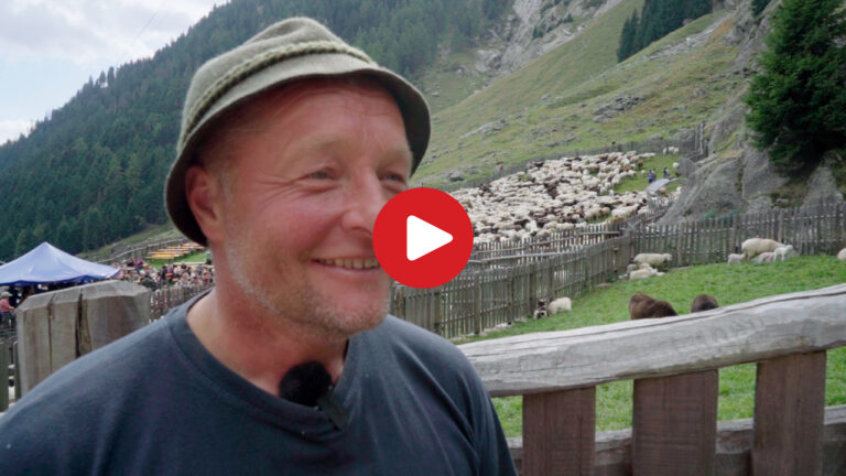 Sheep drive in the Val di Tel