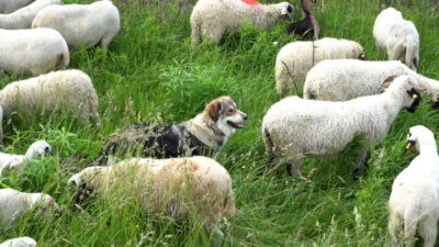 Livestock Guardian Dogs in Flocks