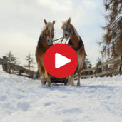 Cavalos Loiros Sorrir Prado Siusi Alpes Trentino Alto Adige Itália