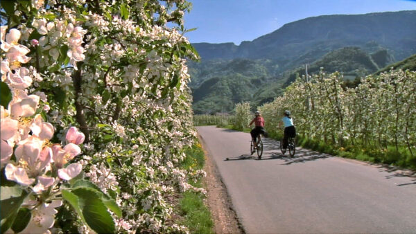 Con l'e-bike tra i meleti in fiore