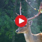 Wildlife in South Tyrol