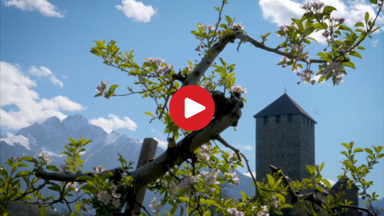 Apfelblüte Dorf Tirol