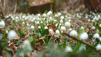 Impressionen aus dem Frühlingstal