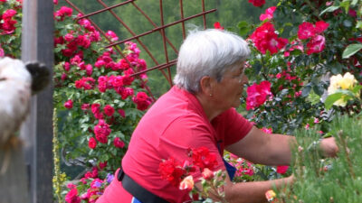 Rosarium in Pufels