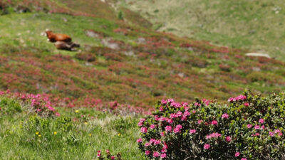 I rododendri di Passo Pennes