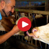 A farm day in South Tyrol