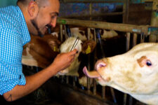 A Farm Day in South Tyrol