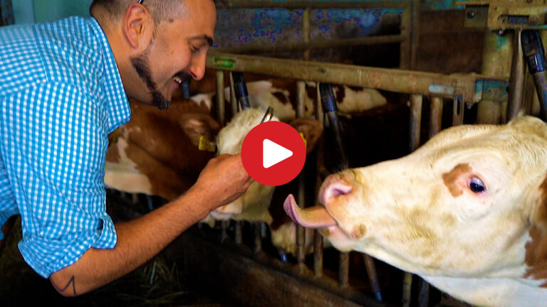 A Farm Day in South Tyrol