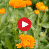 Impressionen: Die Welt der Bienen