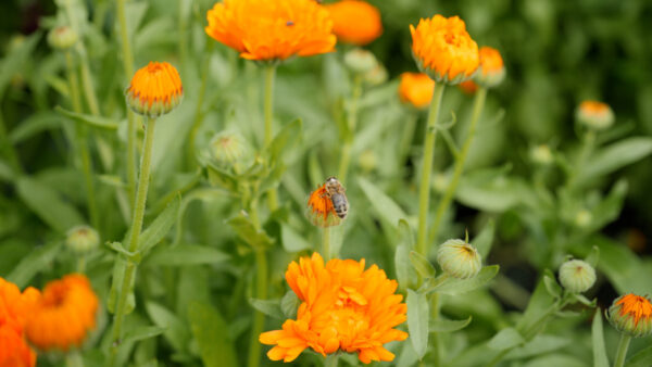 Impressionen: Die Welt der Bienen