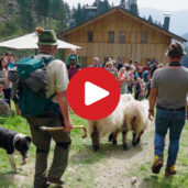 Schafabtrieb im Zieltal