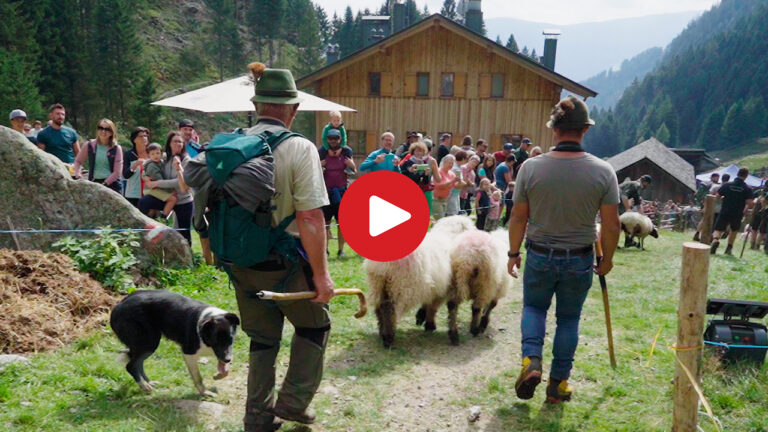 Schafabtrieb im Zieltal
