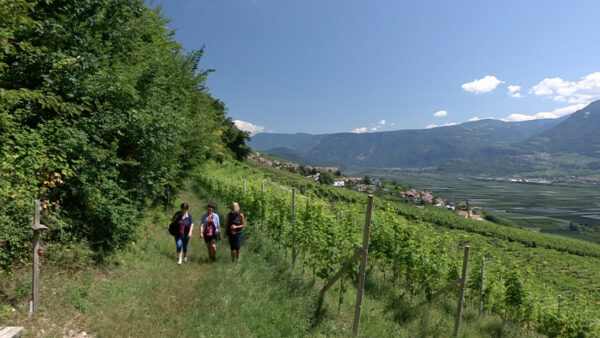 Cortaccia wine trail