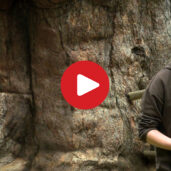 Ancient Larch Trees in Val d&#8217;Ultimo