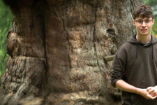 Ancient Larch Trees in Val d&#8217;Ultimo