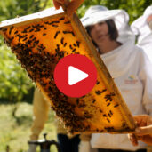 Herbs and bees in Parcines